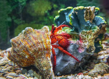 Keşiş yengeci rengarenk, kabuklu güzel yengeç.