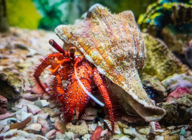Keşiş yengeci rengarenk, kabuklu güzel yengeç.