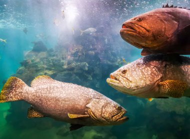 Müzede sergilenen balıklar.