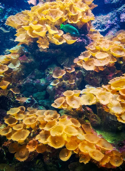 海事博物馆自然布置的水族馆中的海葵 — 图库照片