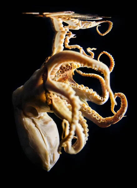Octopus Pessoal Colocá Los Frasco Para Estudar — Fotografia de Stock