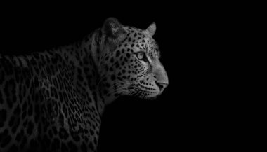 Siyah arkaplanda izole edilmiş Leopar 'ı kapat.