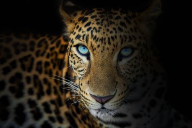 Siyah arkaplanda izole edilmiş Leopar 'ı kapat.