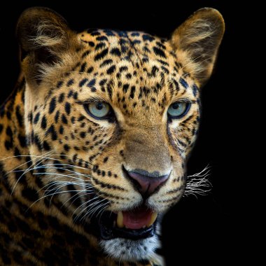 Siyah arkaplanda izole edilmiş Leopar 'ı kapat.
