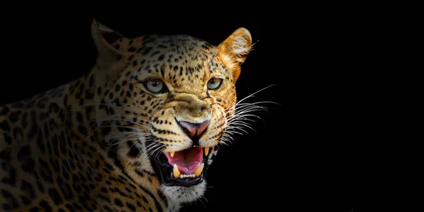 Leopard Threatens Roaring Isolated Black Background — Stock Photo, Image