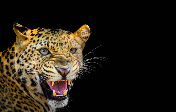 Leopardo Amenaza Con Rugir Aislado Sobre Fondo Negro — Foto de Stock
