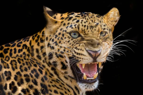 Leopardo Ameaça Rugir Isolado Fundo Preto — Fotografia de Stock