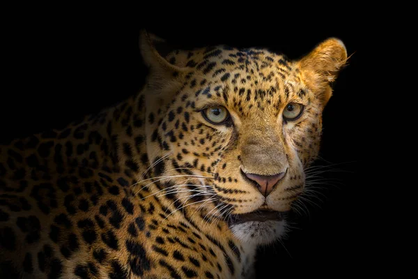 Primo Piano Del Leopardo Isolato Sfondo Nero — Foto Stock