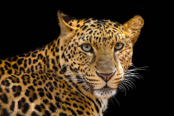 Close Leopardo Isolado Fundo Preto — Fotografia de Stock