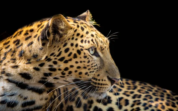 Nahaufnahme Von Leoparden Isoliert Auf Schwarzem Hintergrund — Stockfoto