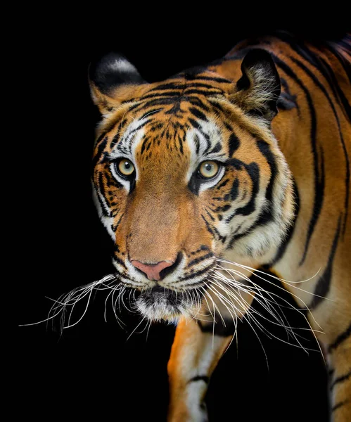 Närbild Huvudet Tiger Svart Bakgrund — Stockfoto