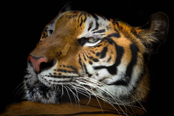 Gros Plan Tête Tigre Sur Fond Noir — Photo