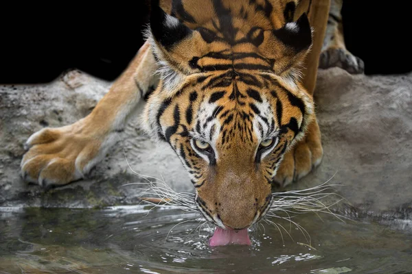 Тигр Пьет Зоопарке — стоковое фото