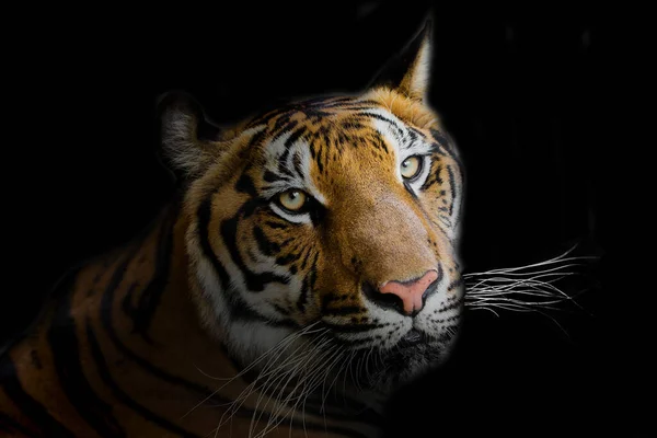 Närbild Huvudet Tiger Svart Bakgrund — Stockfoto