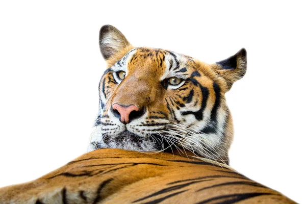 Bella Tigre Isolata Sfondo Bianco Con — Foto Stock