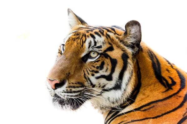 Belo Tigre Isolado Fundo Branco Com — Fotografia de Stock