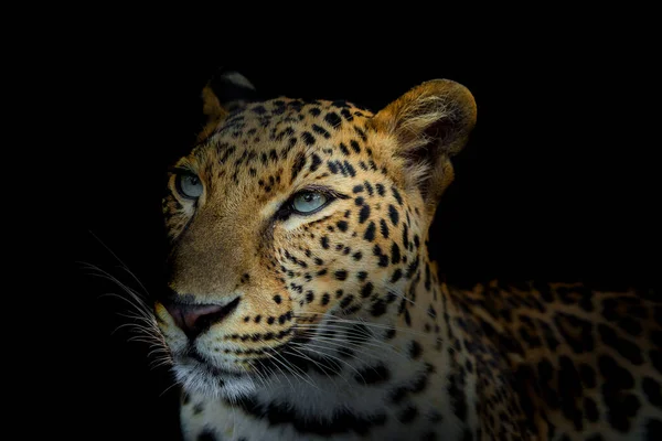 Close Leopardo Isolado Fundo Preto — Fotografia de Stock