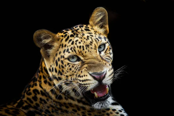 Primo Piano Del Leopardo Isolato Sfondo Nero — Foto Stock