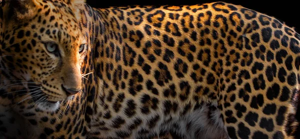 Close Belo Fundo Pele Leopardo — Fotografia de Stock