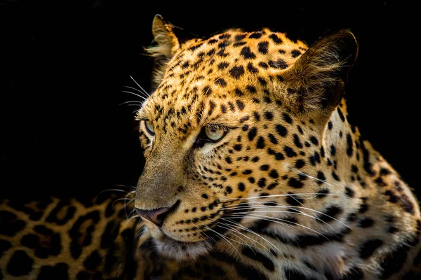 Primo Piano Del Leopardo Isolato Sfondo Nero — Foto Stock