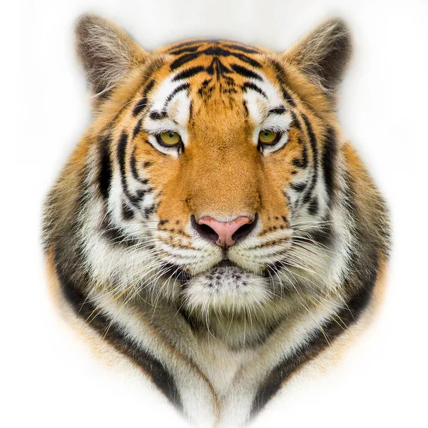 Närbild Ansikte Sumatran Tiger — Stockfoto