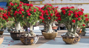 Bahçeye ekilmiş kırmızı açelyalar