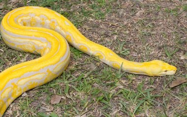 Hayvanat bahçesindeki güzel altın piton