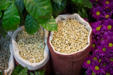 Kavrulmuş kahve çekirdekleri poşetlerde.