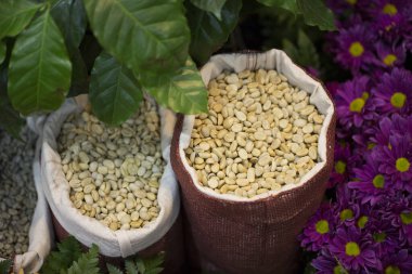 Kavrulmuş kahve çekirdekleri poşetlerde.