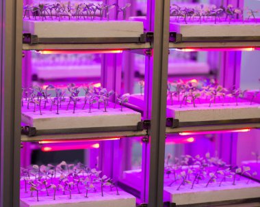 Çocuk odası dolaplarında yetişen sebzeler.