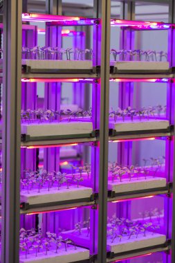 Çocuk odası dolaplarında yetişen sebzeler.