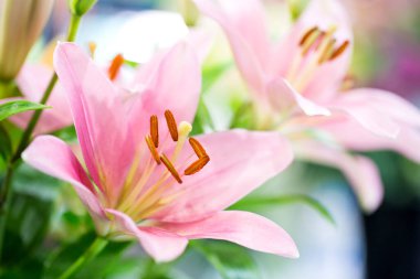 Dükkanda renkli laleler var.