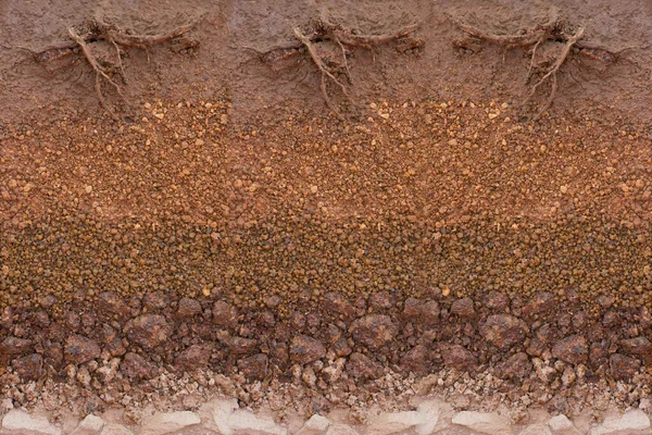 土壤层和根部 — 图库照片