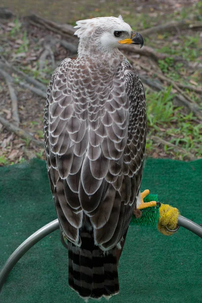 Falco Grande Rapace — Foto Stock