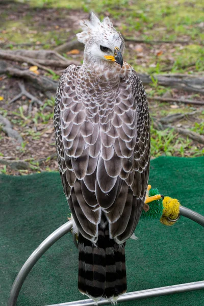 Şahin Büyük Bir Yırtıcı Kuş — Stok fotoğraf