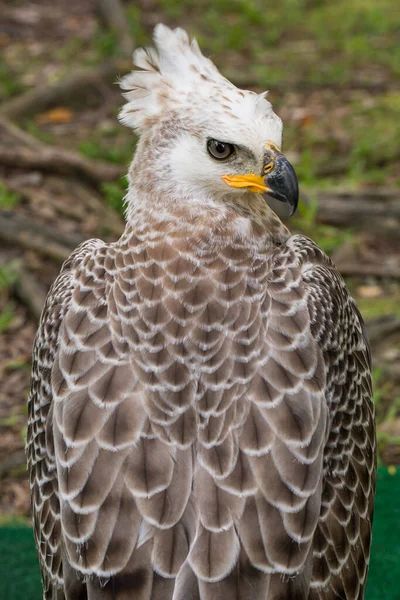 falcon is a large bird of prey