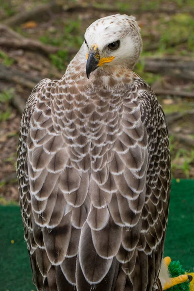 Faucon Est Grand Oiseau Proie — Photo