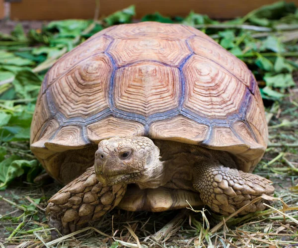 Sulcata Reuzenschildpad Dierentuin — Stockfoto