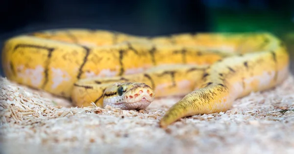 Serpent Dans Zoo — Photo