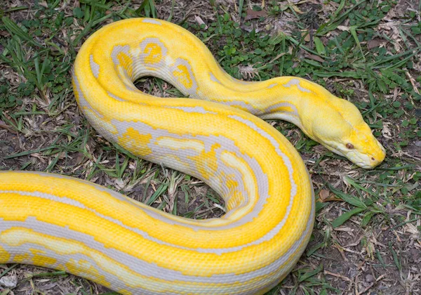 Piękny Złoty Pyton Zoo — Zdjęcie stockowe