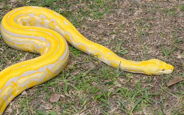 Piękny Złoty Pyton Zoo — Zdjęcie stockowe