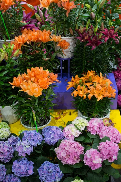 Colorful Tulips Shop — Stock Photo, Image