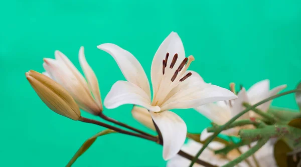 Des Tulipes Colorées Dans Boutique — Photo