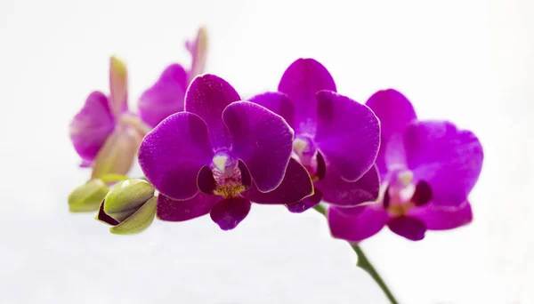 Helle Lila Orchideenblume Mit Natürlichem Hintergrund — Stockfoto