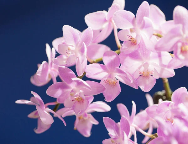Rosa Orchideenblume Mit Natürlichem Hintergrund — Stockfoto