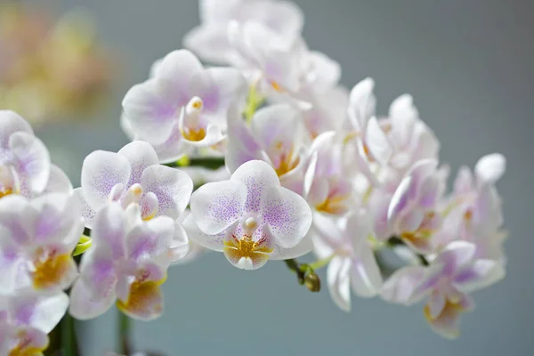 Lila Und Weiße Orchideenblüten Mit Natürlichem Hintergrund — Stockfoto
