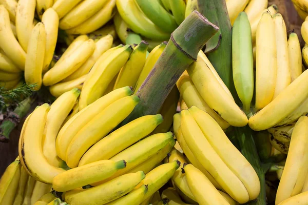 Plátanos Tienda — Foto de Stock