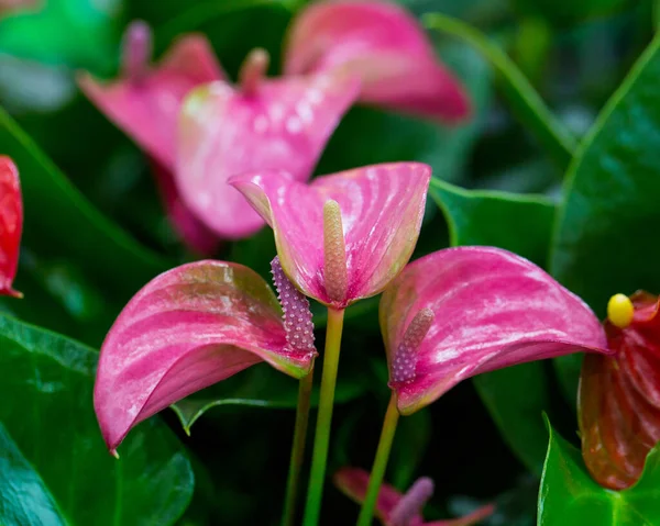 Fleurs Anthurium Colorées Dans Boutique — Photo