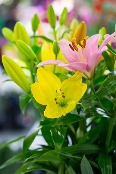 Des Tulipes Colorées Dans Boutique — Photo