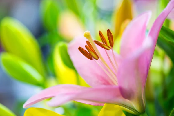 Des Tulipes Colorées Dans Boutique — Photo